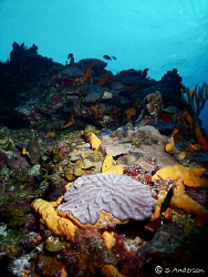 This photo was taken in Cozumel, regardless of the past s... by Steven Anderson 